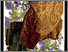 [thumbnail of 1994htansoly.jpg]
