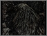 [thumbnail of 1992hrobillardm.jpg]