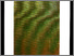 [thumbnail of 1987aaubryl.jpg]