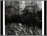 [thumbnail of 1987Xbarbeaul.jpg]