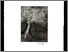 [thumbnail of 1987Xmarquisg.jpg]