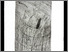 [thumbnail of 1987Xstal.jpg]