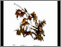 [thumbnail of 1986abeaucheminr.jpg]