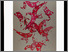 [thumbnail of 1985alauzièrel.jpg]